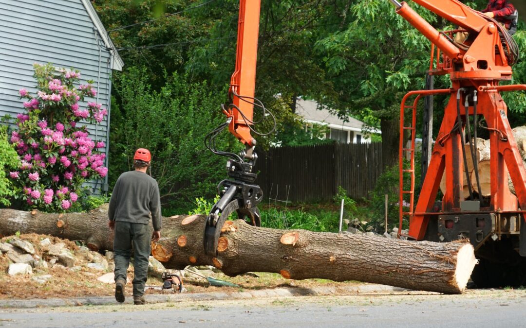 removed tree trunk by crane in residential area