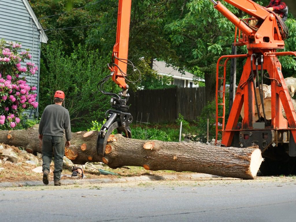 Tree Removal Services Southington CT