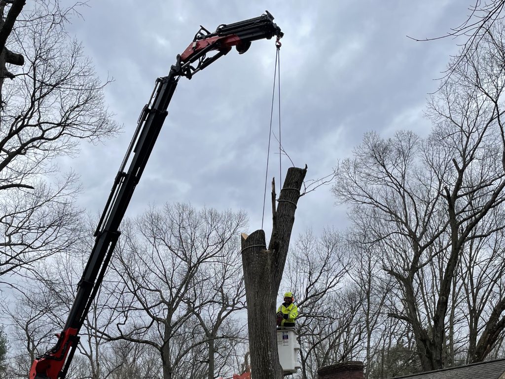 Tree Pruning Services Southington CT